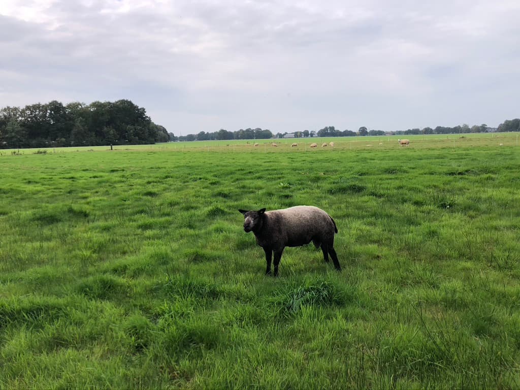 Schapen in het voedselbos